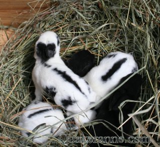 baby bunnies finally with hair