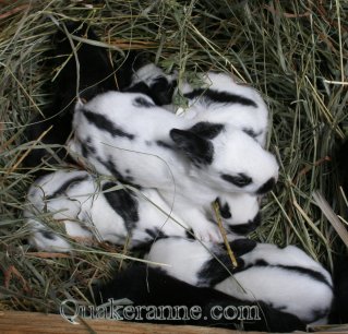 baby bunnies finally with hair