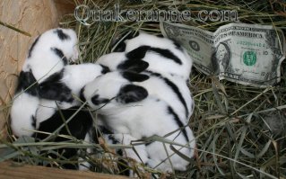 baby bunnies