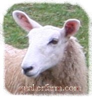 Border Leicester and Cotswold sheep, Quaker Hill Farm, Harrisville, Michigan