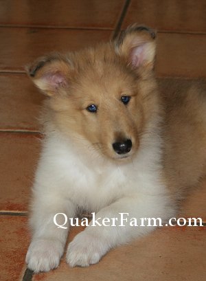 Quaker Farm's Bonnie Blu