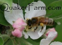 beekeeping class