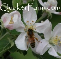 beekeeping class