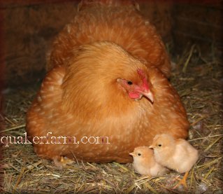 Buff Orpington Chickens, Michigan